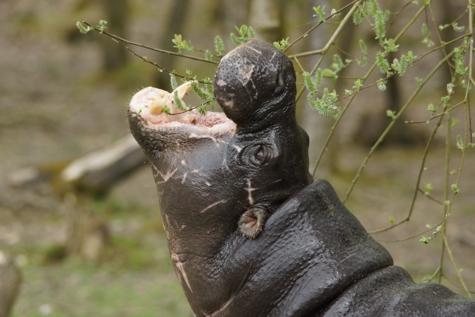 Les animaux d’Afrique