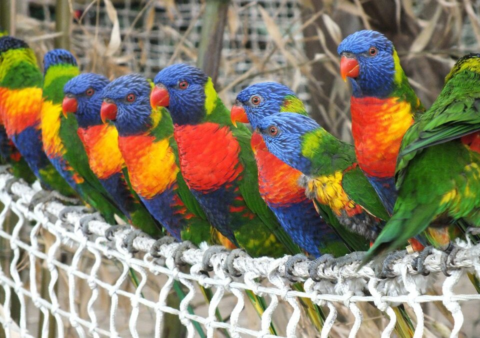 Les animaux d’Océanie