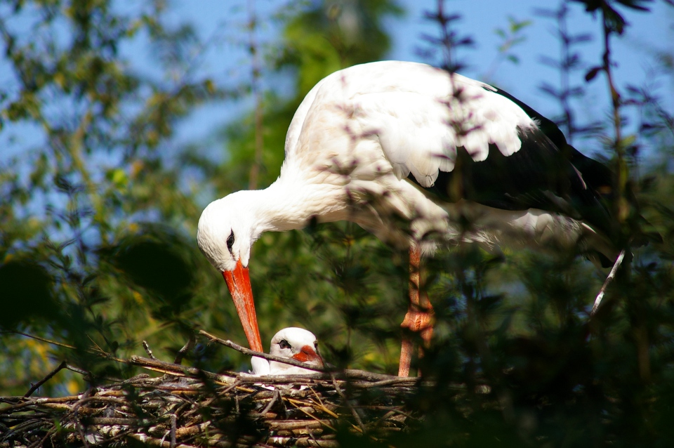 Les animaux d’Europe